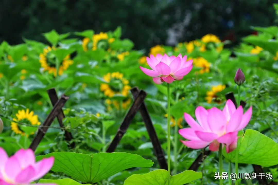 邓忠君：扎根四川大学锦城学院学生农场的“现代农夫”