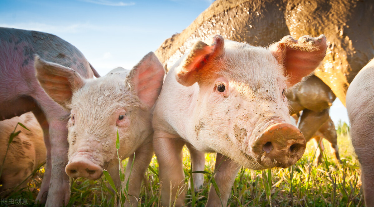 猪价飘红大涨，官方囤肉号召初显，还能继续涨吗？该不该囤肉？