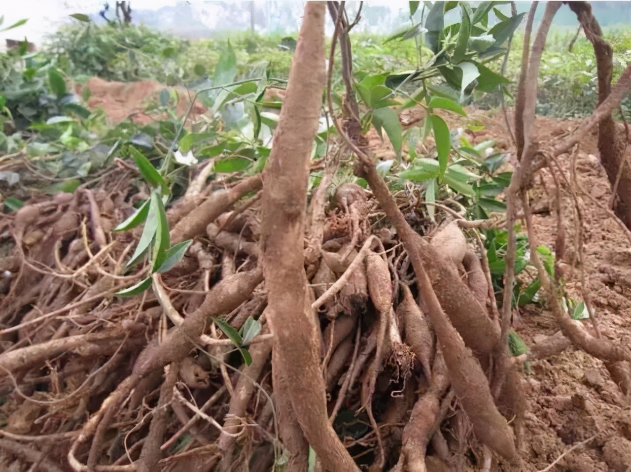 炒得很火的牛大力,在城裡備受歡迎,一斤30元,為何農民都虧了