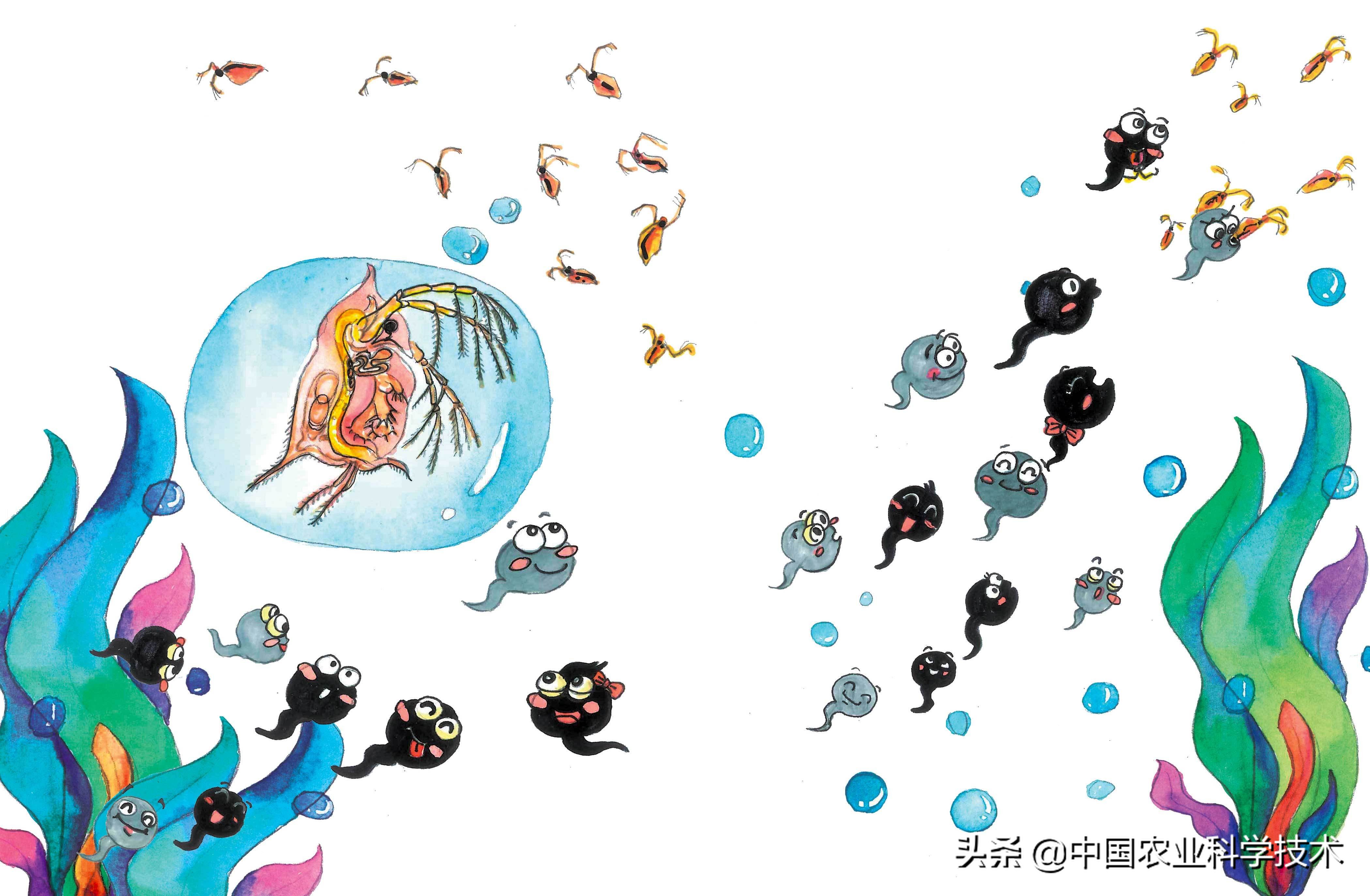 蝌蚪吃什么食物? 小青蛙吃什么东西 人工喂养-世界十大之最