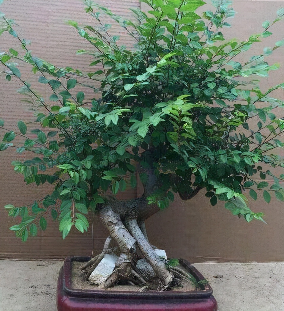 榆树有很多个品种,都非常适合做盆景,根部很粗壮,枝干由粗变小,而且
