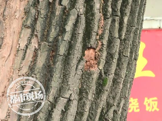 南昌：白蚁进入活跃期，居民不胜其扰，快来学学这些招数