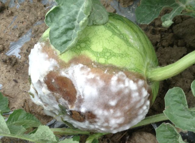 西瓜常见的8种病害,个个厉害,哪些杀菌剂有效果?