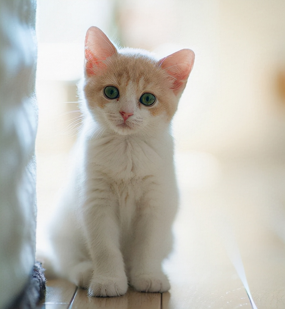 猫的年龄计算方法：兽医专业解读猫咪年龄换算标准