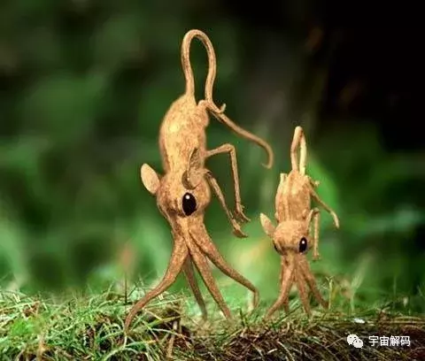 鼻行兽真的存在吗（详解最神秘的鼻行动物）