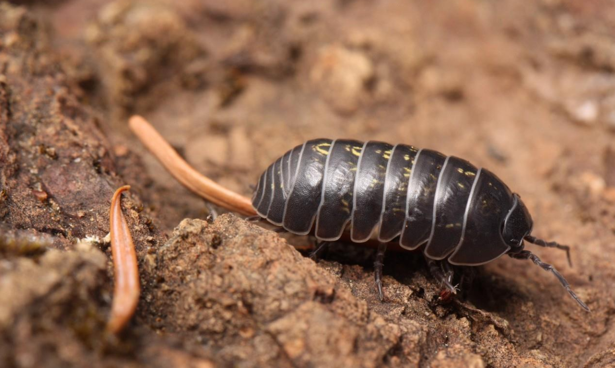 2021年"扎堆",大连海关截获100只活体鼠妇,知道危害多大吗?