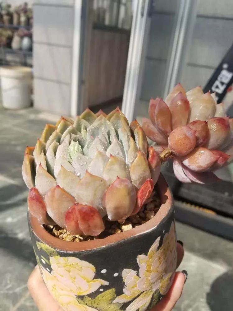 爱机车，爱多肉，宝妈花姐的诗和远方