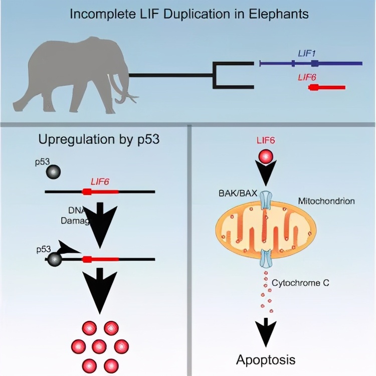 人死后体内的“僵尸基因”开始活跃，试图复活人类，为何失败了？