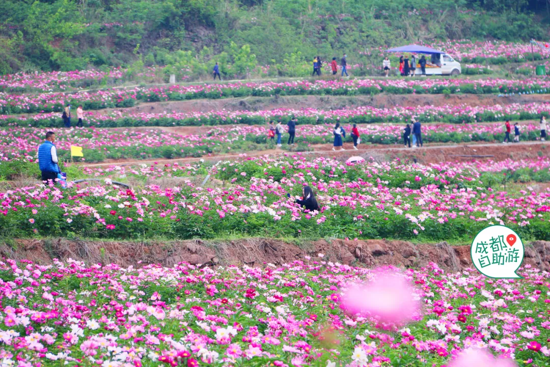 30000亩芍药花开!成都出发1.5h,免费赏花、徒步、游山…绝了