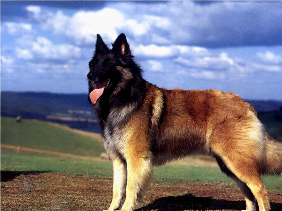 世界犬种智商排名榜前 30 名的聪明狗狗