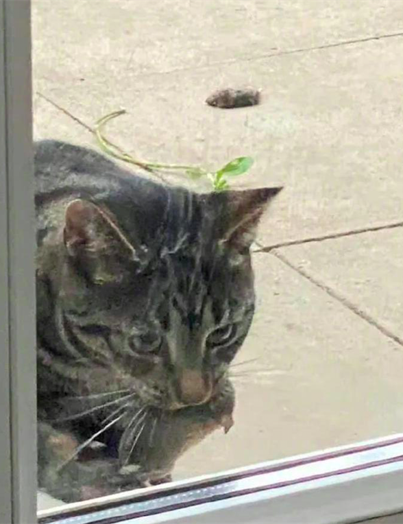 猫咪叼着东西在门外叫唤，主人却不愿意开门：才不要你的“礼物”