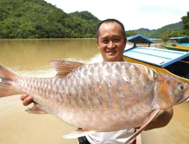 世界十大名贵淡水鱼排行榜：珍稀美味与高经济价值的顶级淡水鱼种