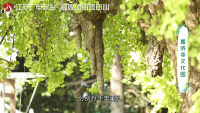 美了1500年，这里的古银杏即将迎来颜值巅峰