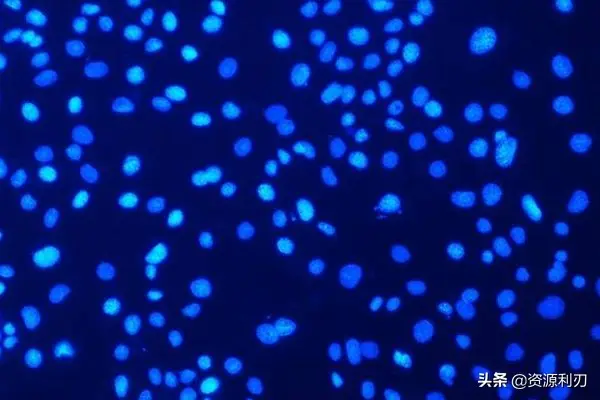 imagej细胞计数步骤（怎么用ImageJ进行自动细胞计数）