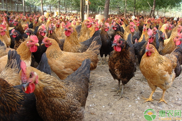 家鸡在市场上一般多少钱一斤？如何辨别真假家鸡？