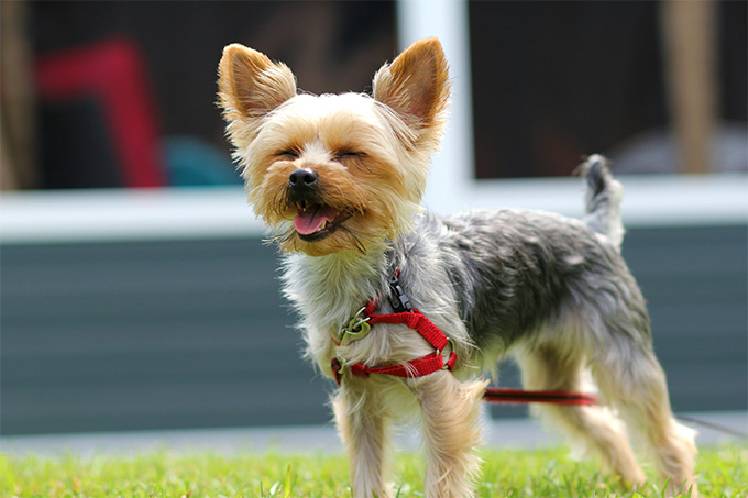 排行榜：9种最聪明的小型犬，你家狗狗在不在其中？