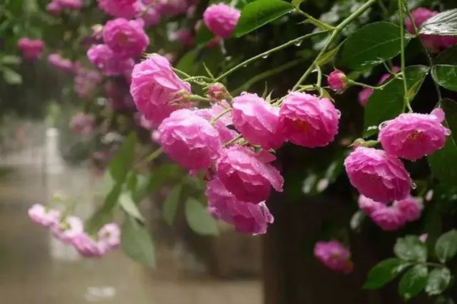 愿有一方小院，静看繁花盛开