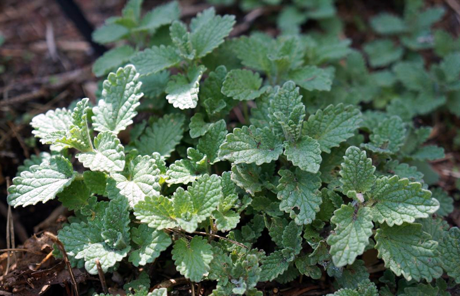 猫薄荷怎么用(神奇的猫薄荷深受猫咪的喜爱)-商机卡