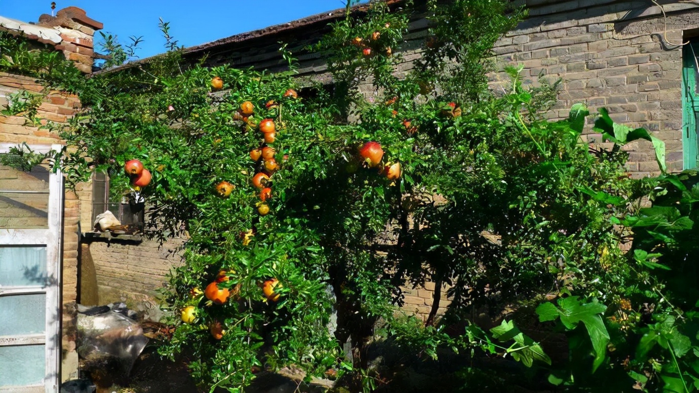 很多树具有旺财的功效比如摇钱树橘树发财树等等如果将它们种在家门口