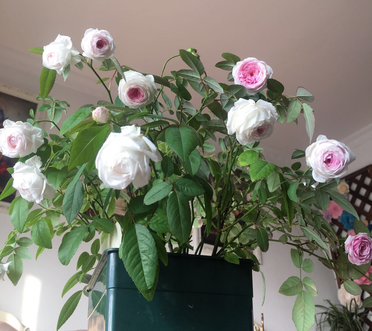 粉妆楼月季花怎么养比较好科普