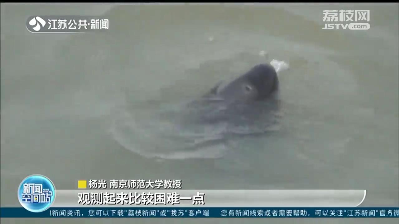 南京长江江豚保护月启动！市民可参与相关活动 还有机会成为专业观察员