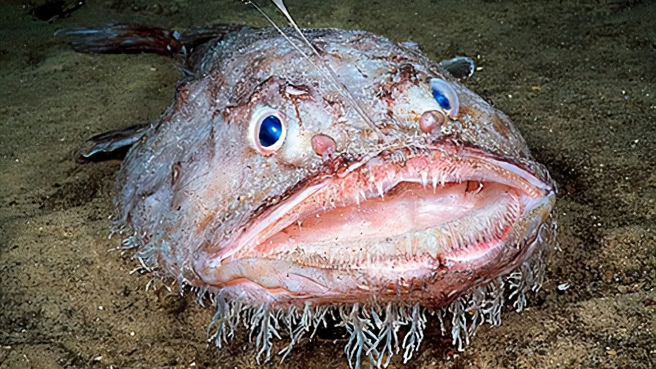 鮟鱇鱼,又被称为海蛤蟆,蛤蟆鱼,琵琶鱼,是深海中