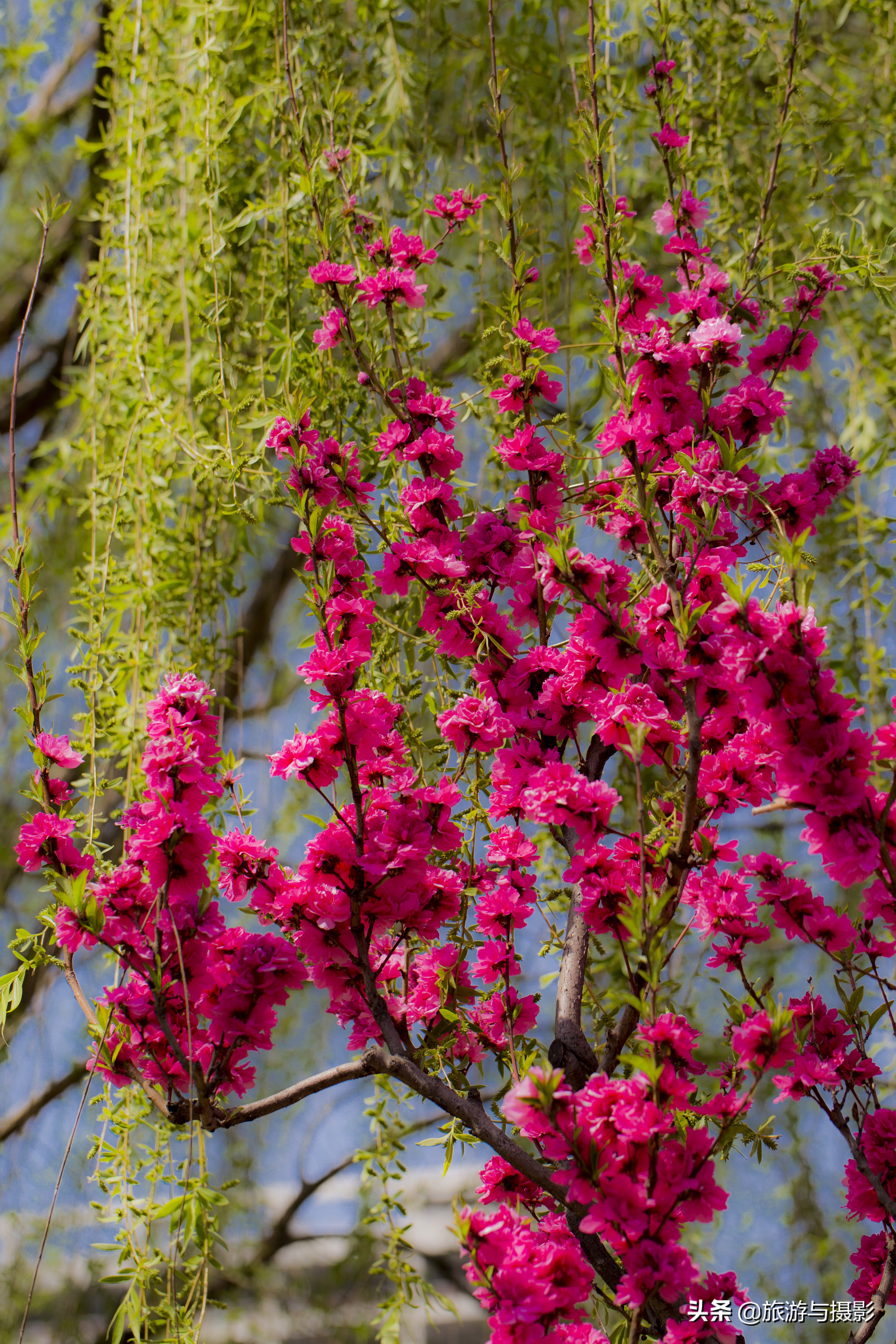 海棠花古诗美图38首