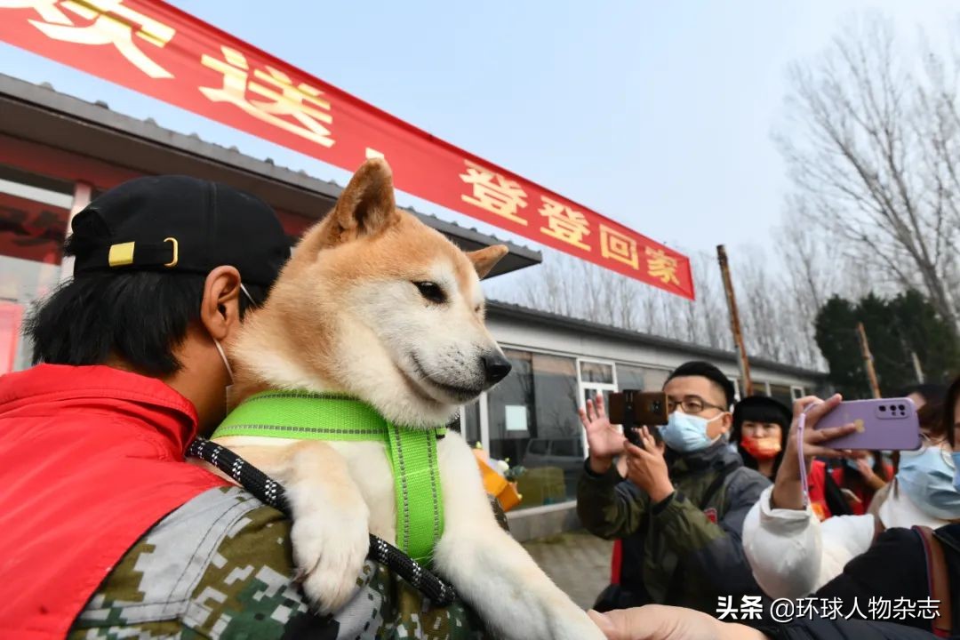 松狮价钱,松狮价格是多少一只