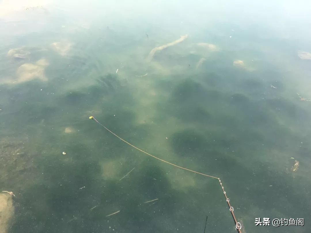 路亞黑魚,