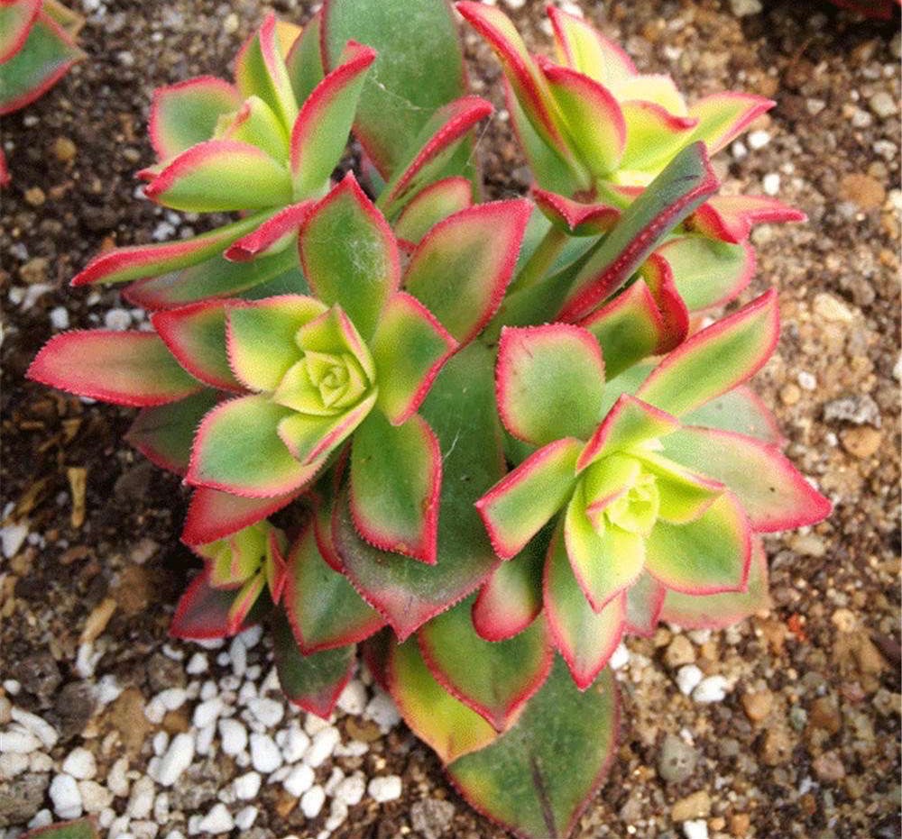 马库艳日辉多肉怎么养详细介绍专业回答