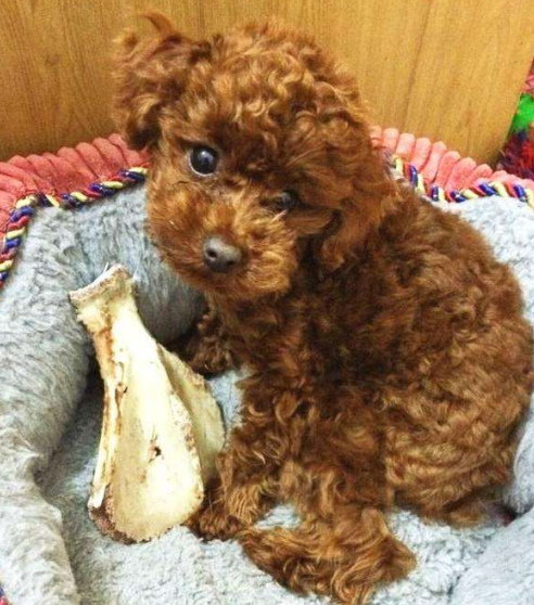 小泰迪多少钱一只(如果你有一只泰迪犬) - 价格百科