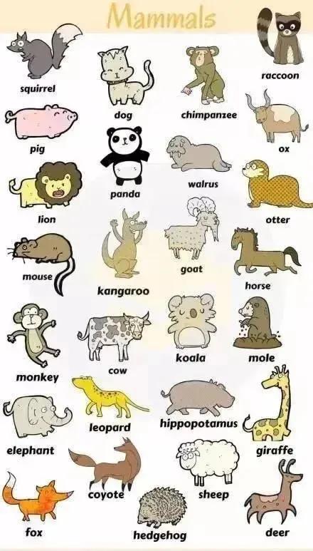 英语动物类词汇大全,干货必收藏!