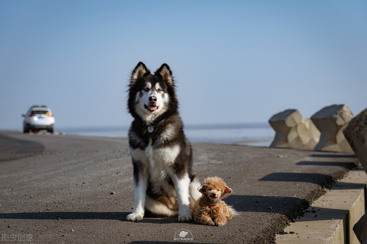 狗能吃鱼吗？会不会被鱼刺卡住，注意：吃鱼确实有风险