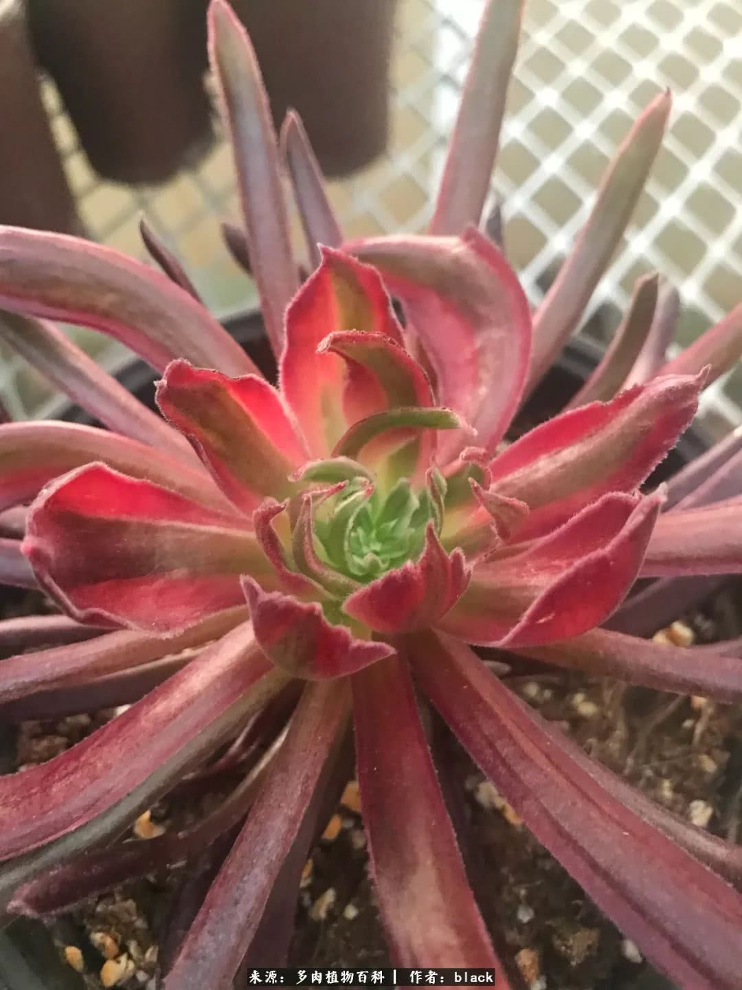 关于多肉植物珍惜生命的美文