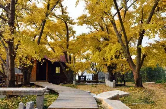 苏州大学银杏季，预约参观开始啦！开放14天，共10800个名额