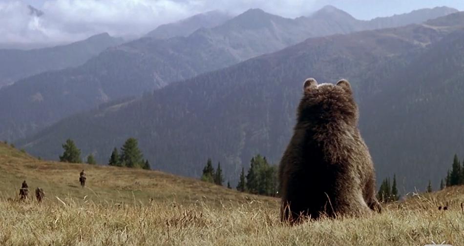 美洲狮想拿小熊当下酒菜,大熊赶来支援,谁敢欺负我儿子