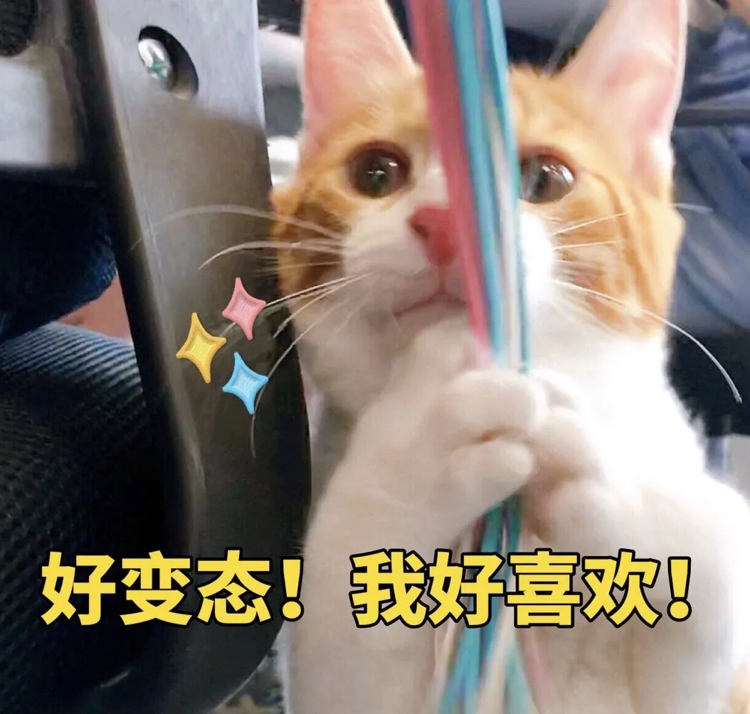 挤完公司10只猫的肛门腺后,办公室还好吗?