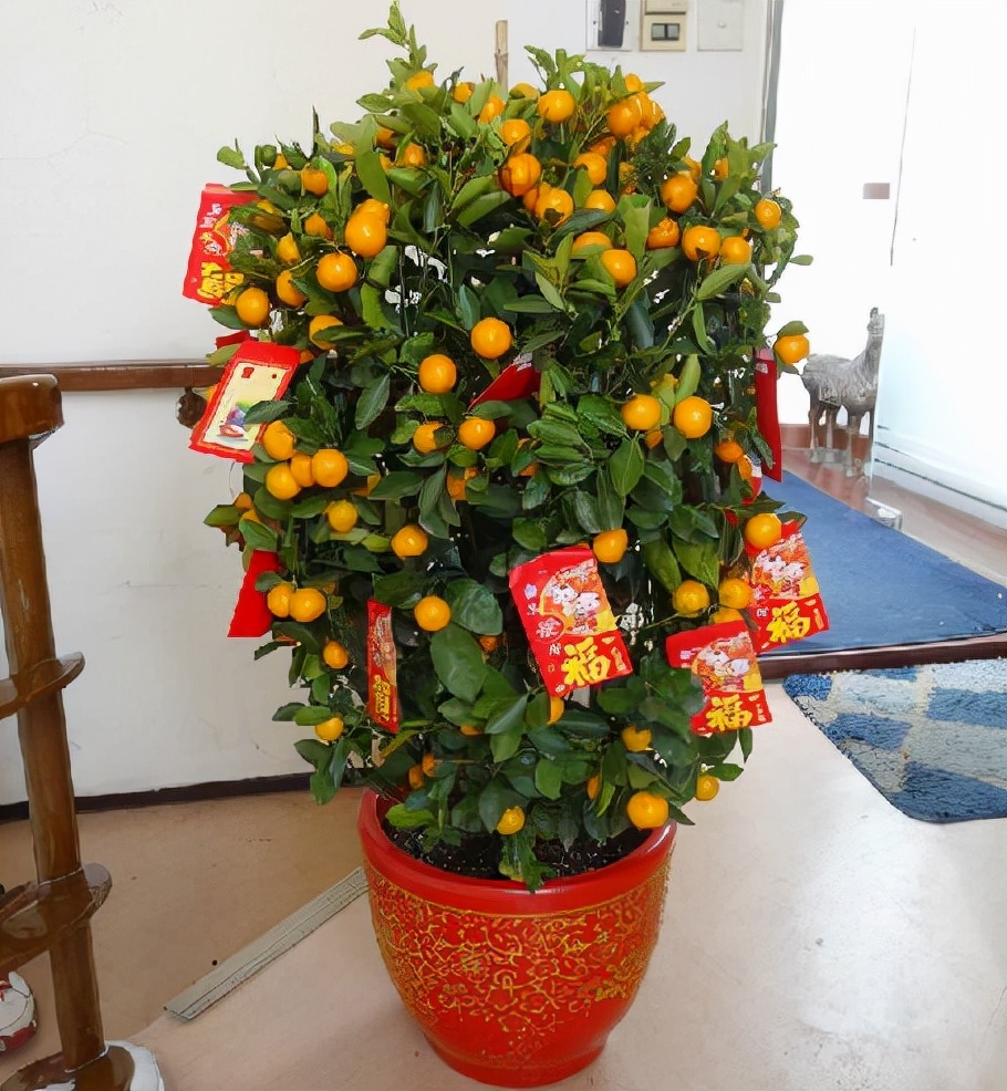 客厅金桔树怎么养经验分享「干货」 -骁龙网