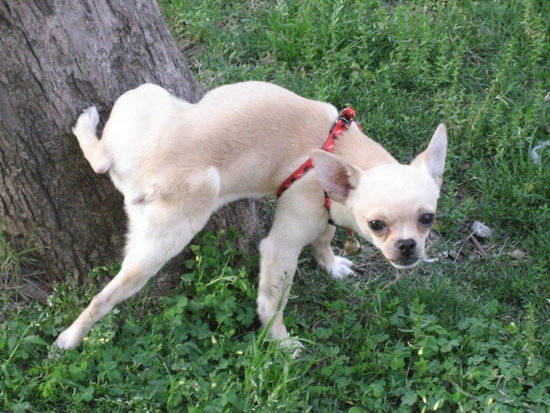 狗狗这些"奇怪行为"的含义,可能只有资深铲屎官才懂