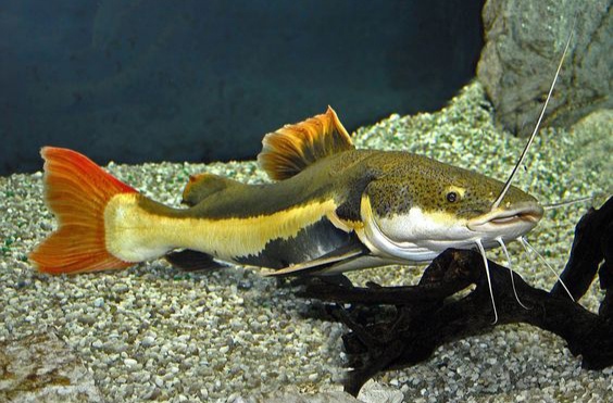 鲶科观赏鱼种类大全,看看小型观赏鲶鱼都有哪些品种-宠物主人