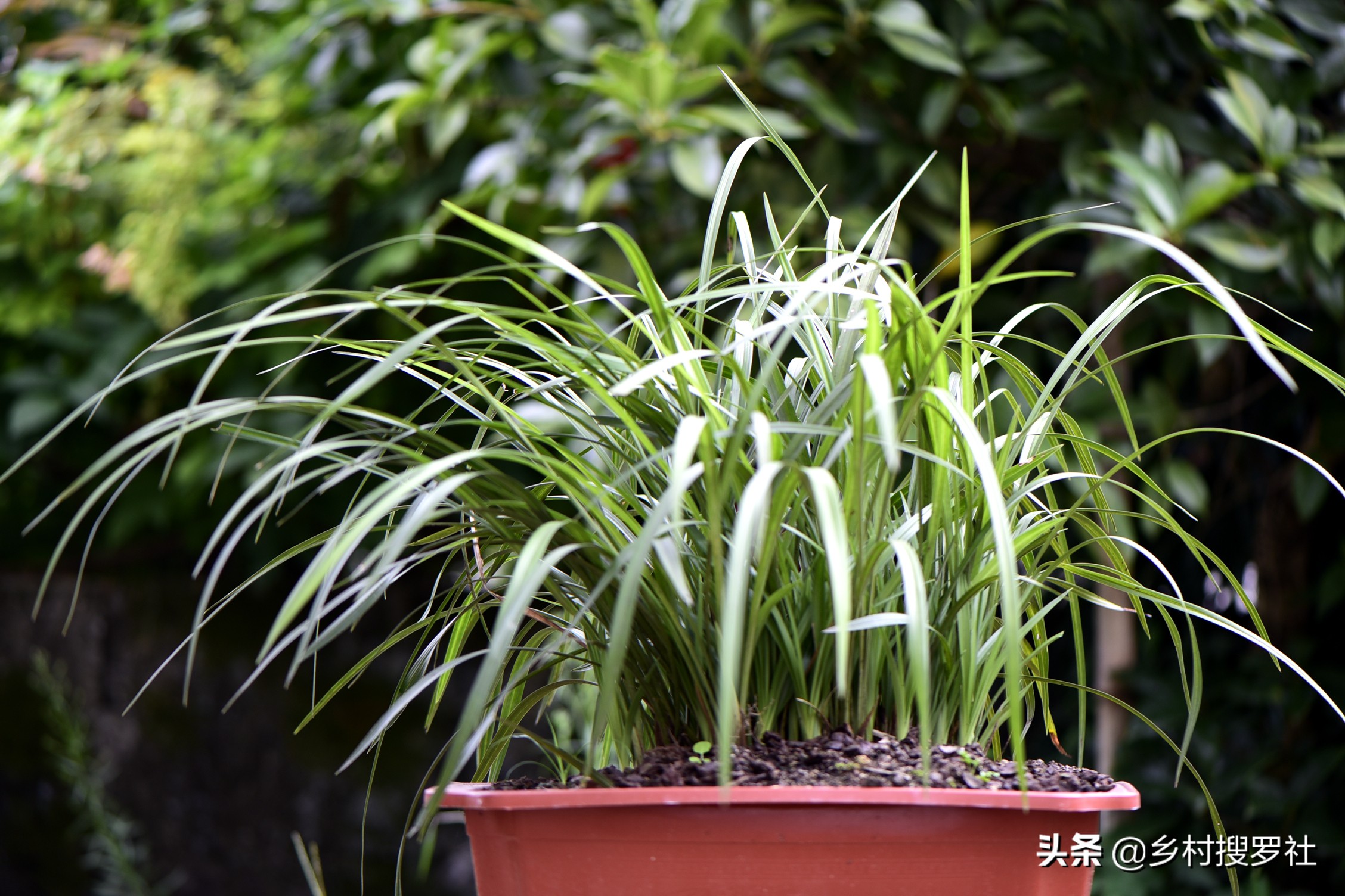 兰花怎么养才能旺盛？兰友：利用土肥水光风，养兰就容易了