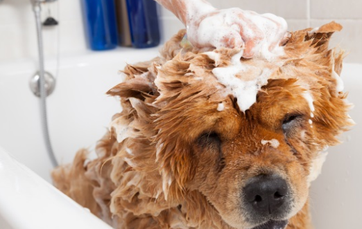 给狗洗澡的小常识，别总说不能用人的沐浴露，还有很多细节要注意