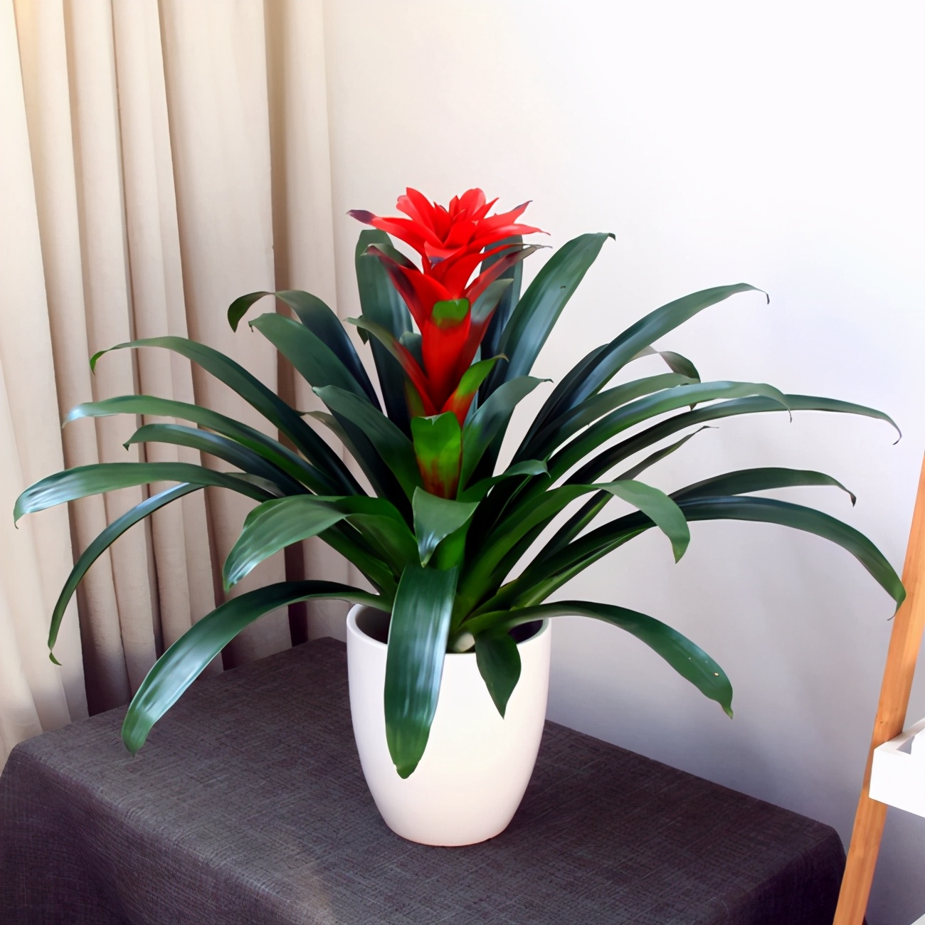 鸿运当头花怎么养鸿运当头新手养护注意这些地方