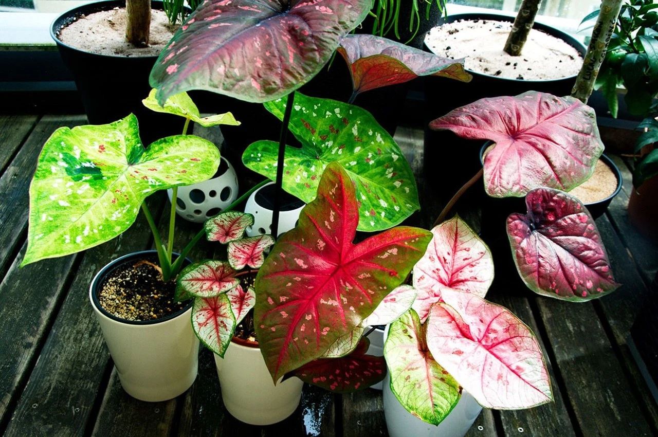 10种叶色斑斓的观叶植物集合,都适合养成室内观赏盆栽
