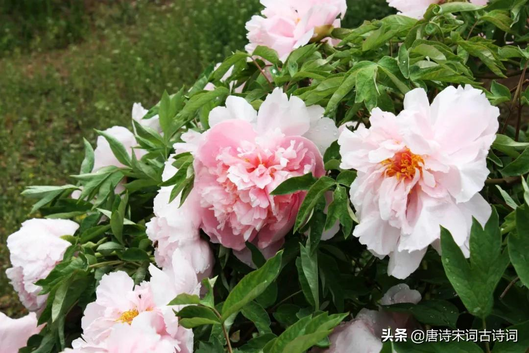 唯有牡丹真国色