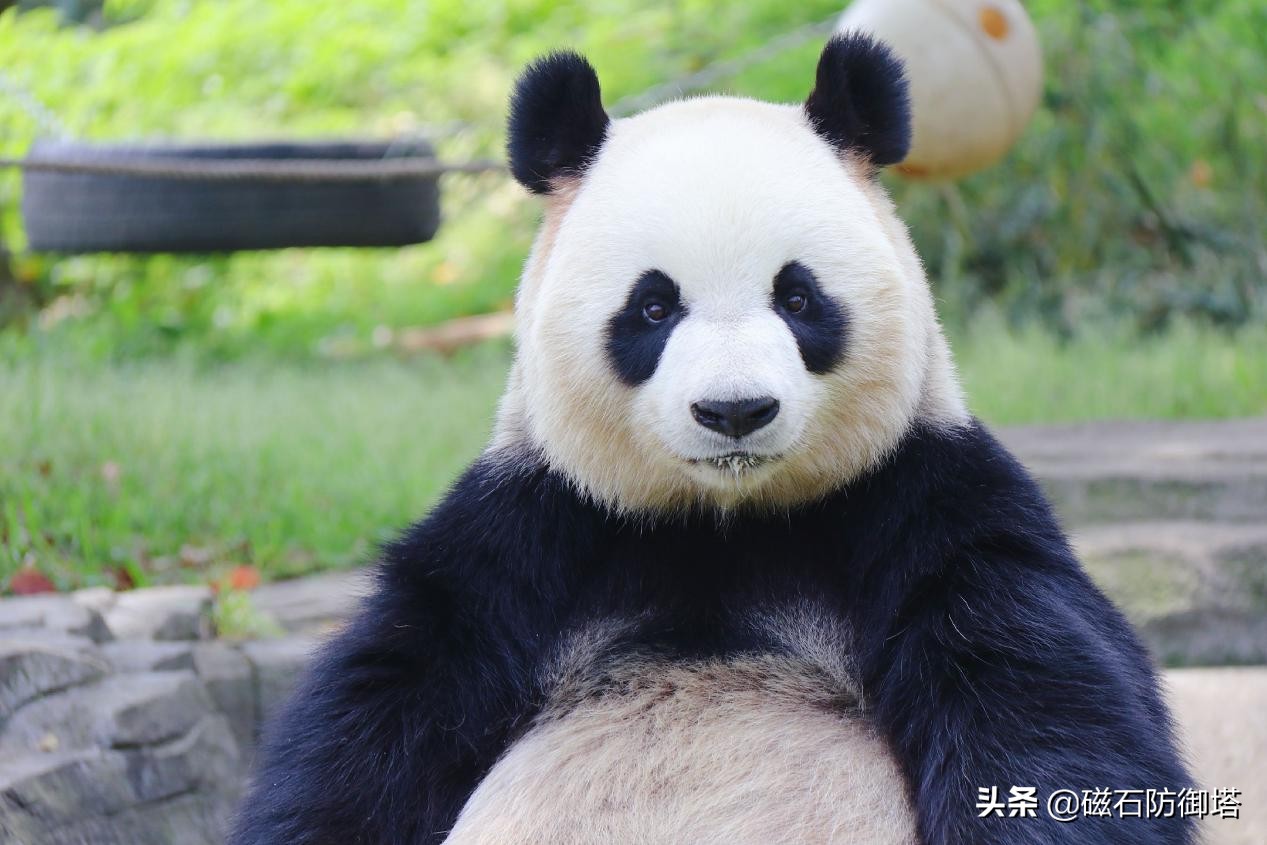 小熊猫：我不是大熊猫的宝宝，也不是干脆面，我是独一无二的