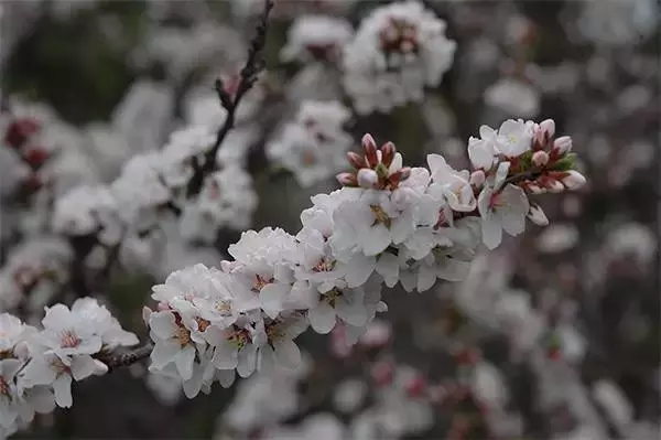 樱桃树和樱花树的区别（三点说明樱花和樱桃之间复杂关系）