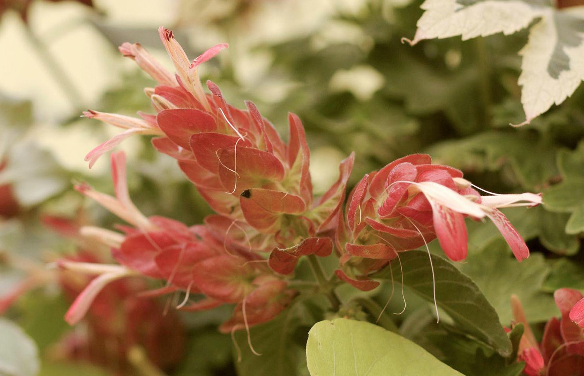 100种适合室内种植的花卉植物,颜值高、易打理,慢慢观赏慢慢看