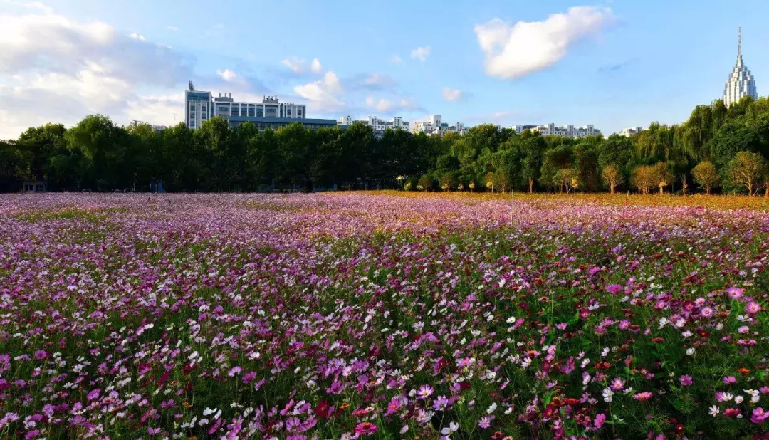 东南大学中超超市在哪里(河海大学@2019级小萌新，这份学习生活指南请收好)