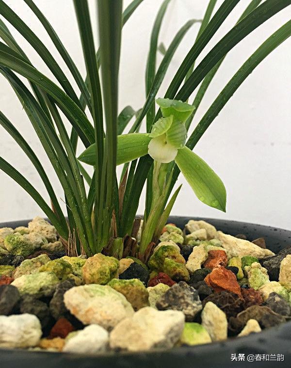 值得收藏 春兰素心品种(附图)